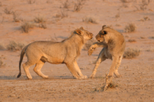 Young male lions playing