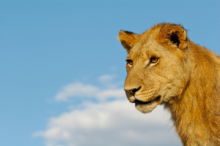 Observe lions, one of the Big Five, at the Kruger National Park