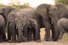 Elephants spotted on a game drive safari in the Kruger National Park