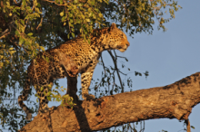 Leopard seen in an early morning game drive safari in Sabi Sand Game Reserve