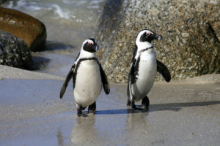 Jackass penguins at Boulders Beach in Simons Town