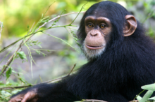 Sanctuary for chimpanzees in Nelspruit