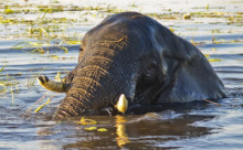 Elephant bathing in the Chobe River