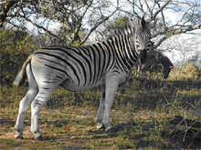 Zebra in the Pilanesberg National Park