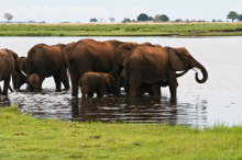 Herd of elephants Okavango Delta