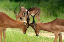 Kruger, Impalas fighting 